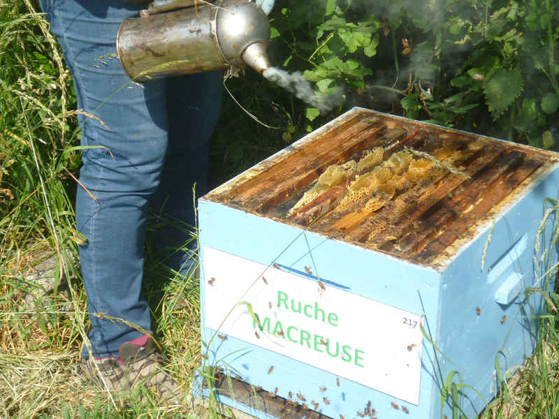 La ruche Macreuse
