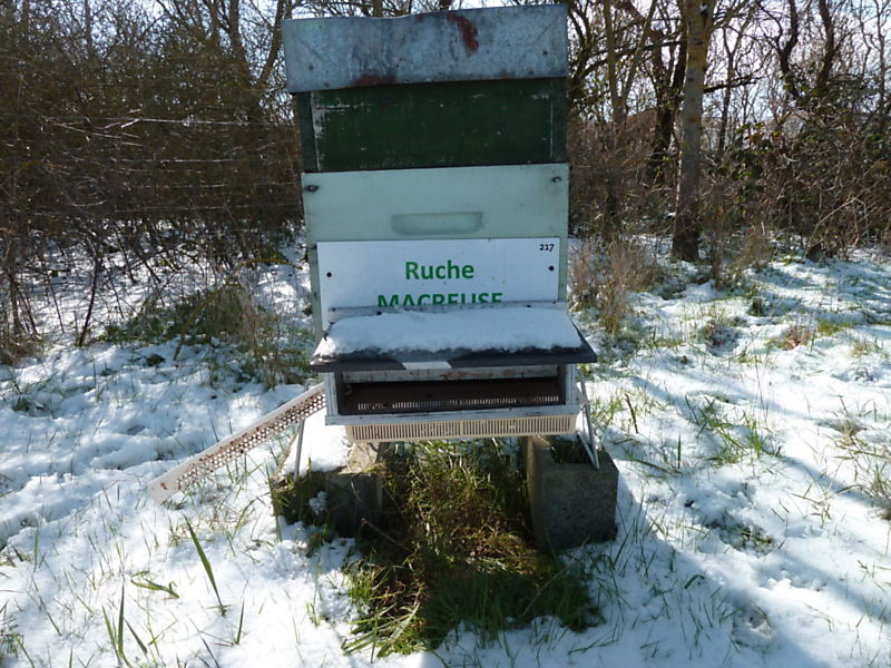 La ruche Macreuse