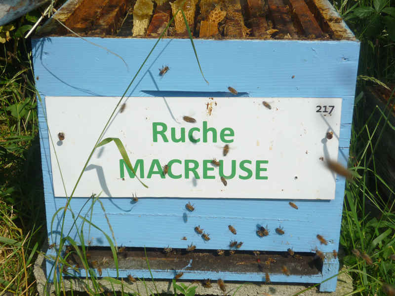 La ruche Macreuse