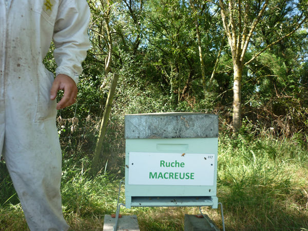 La ruche Macreuse