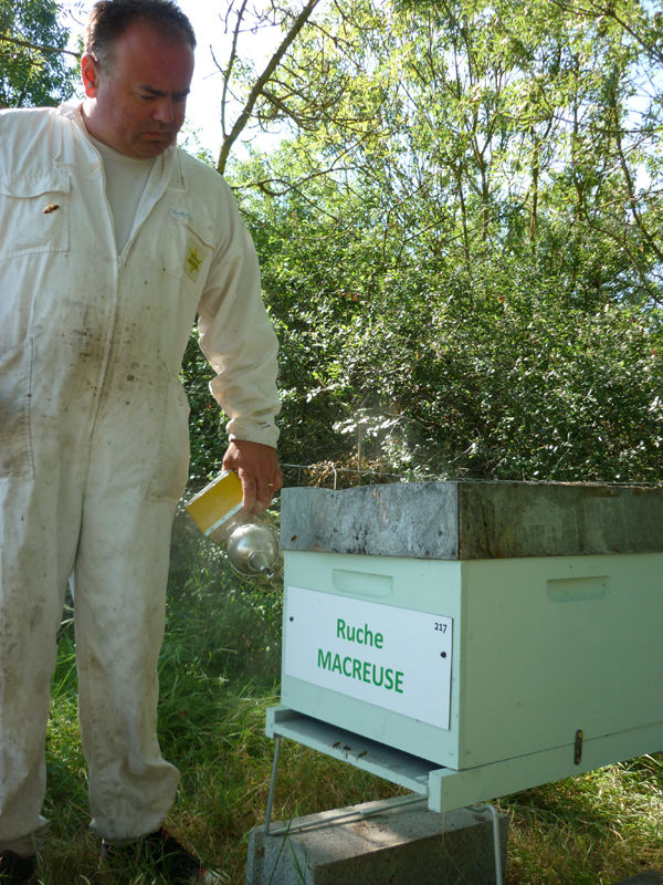 La ruche Macreuse