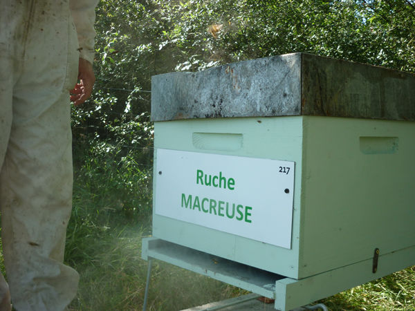 La ruche Macreuse