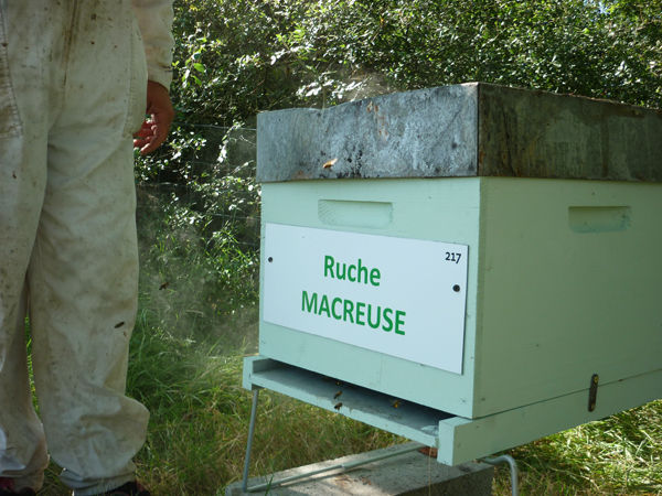 La ruche Macreuse