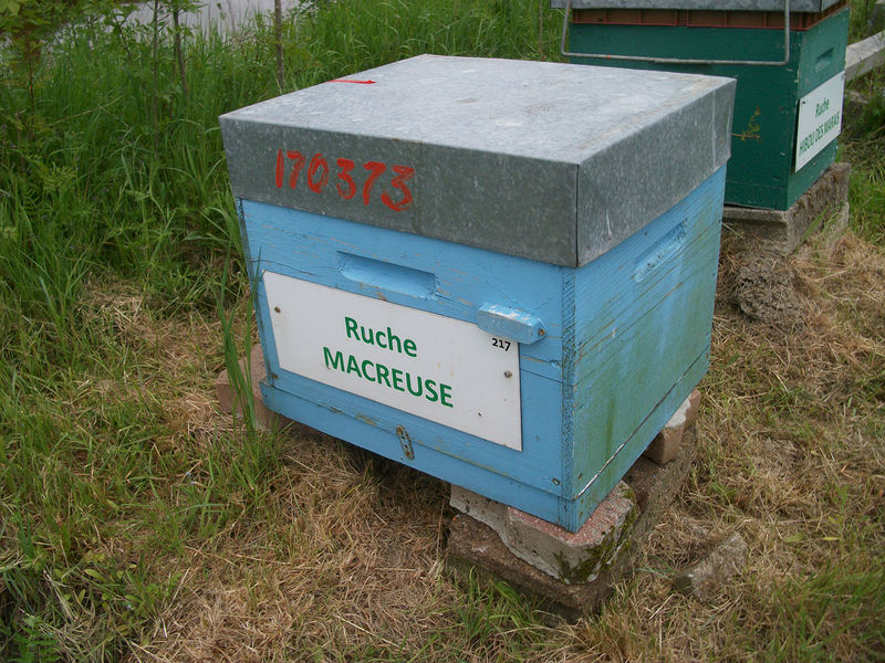 La ruche Macreuse