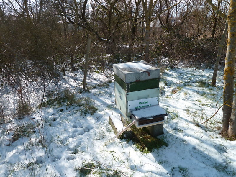 La ruche Macreuse