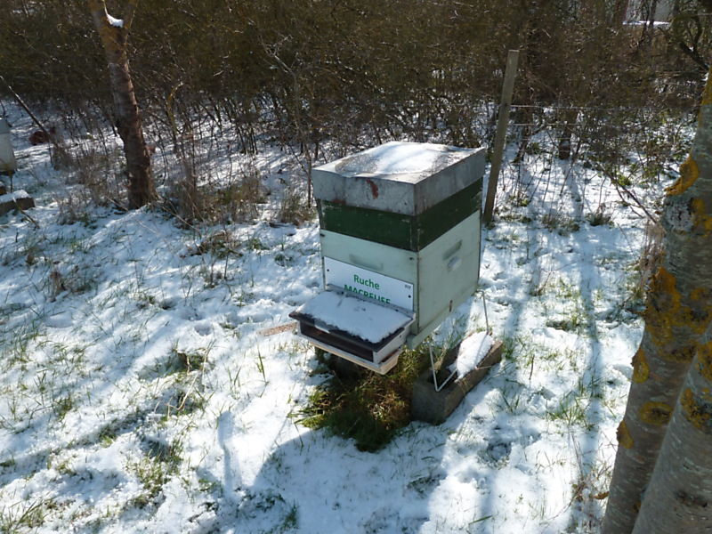 La ruche Macreuse