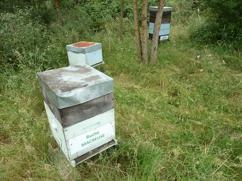 La ruche Macreuse