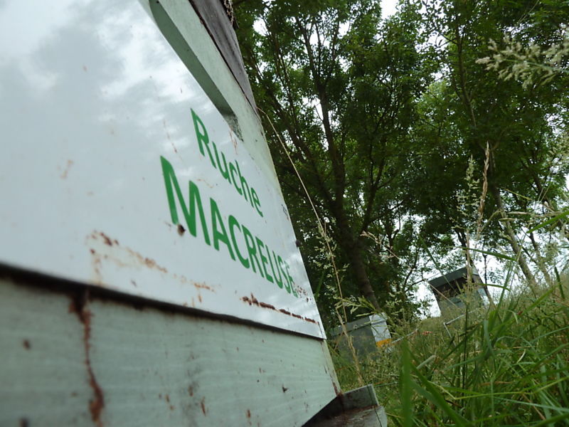 La ruche Macreuse