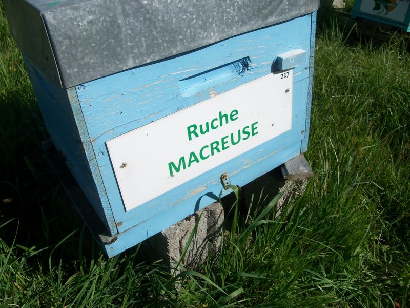 La ruche Macreuse