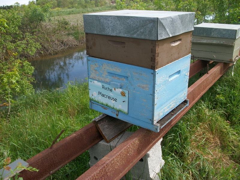 La ruche Macreuse