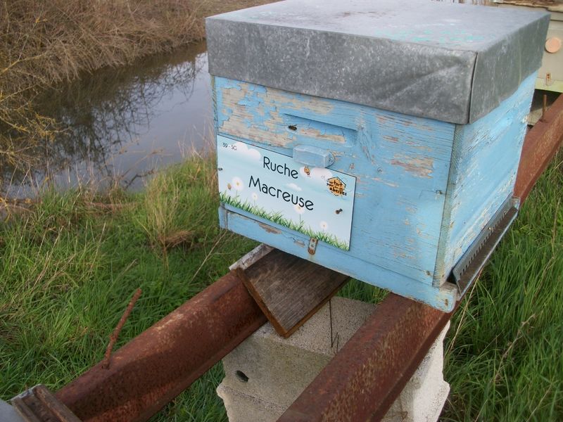 La ruche Macreuse