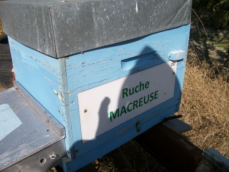 La ruche Macreuse