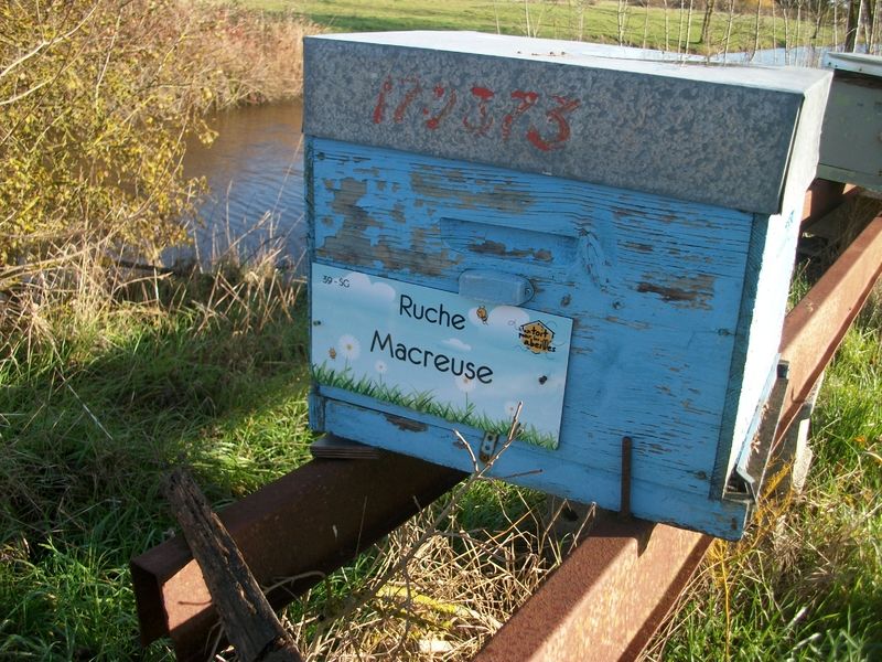 La ruche Macreuse