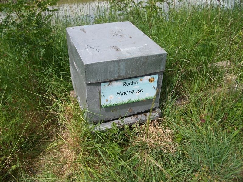 La ruche Macreuse