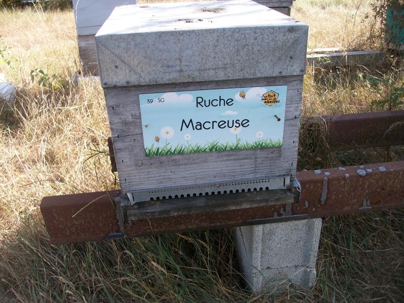 La ruche Macreuse