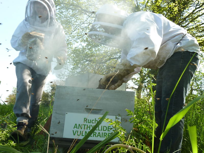La ruche Anthyllide vulnéraire