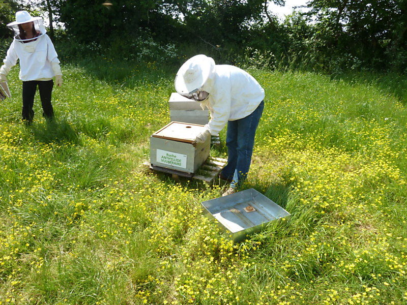 La ruche Anthyllide vulnéraire