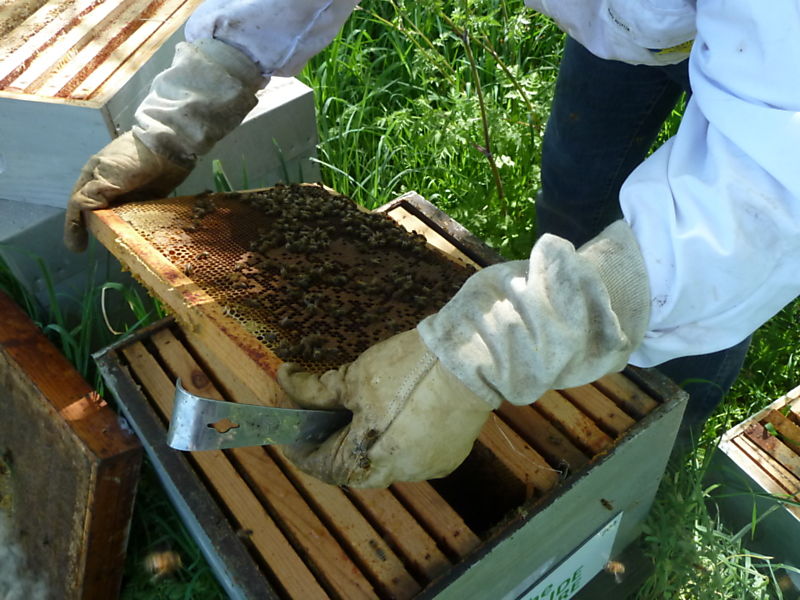 La ruche Anthyllide vulnéraire