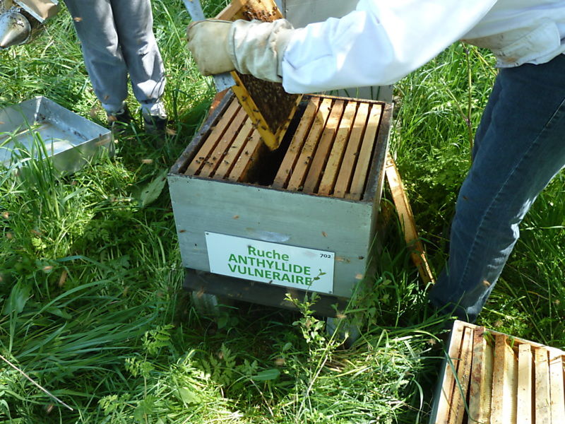 La ruche Anthyllide vulnéraire