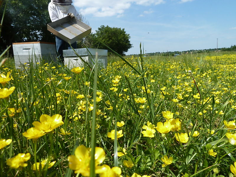 La ruche Anthyllide vulnéraire