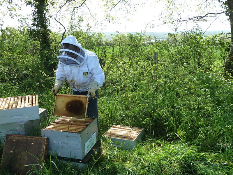 La ruche Anthyllide vulnéraire