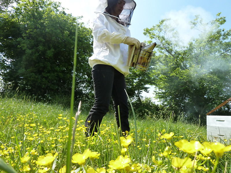 La ruche Anthyllide vulnéraire