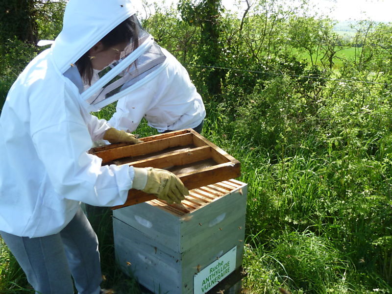 La ruche Anthyllide vulnéraire