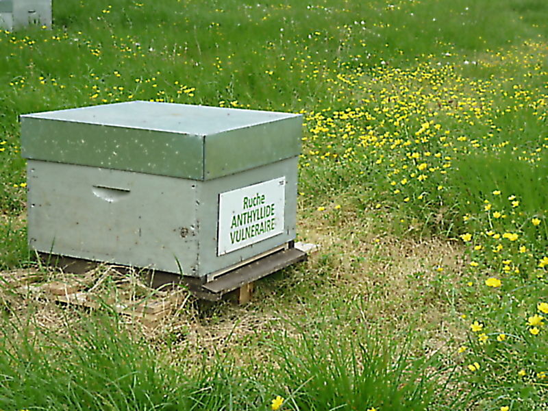 La ruche Anthyllide vulnéraire