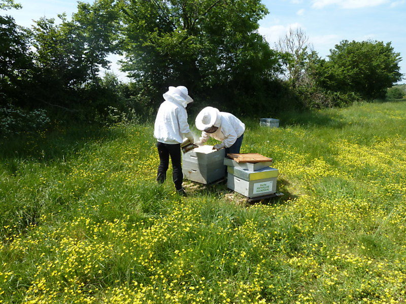 La ruche Anthyllide vulnéraire
