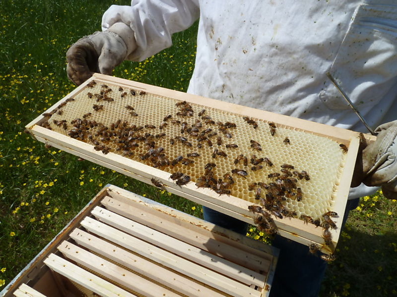 La ruche Anthyllide vulnéraire