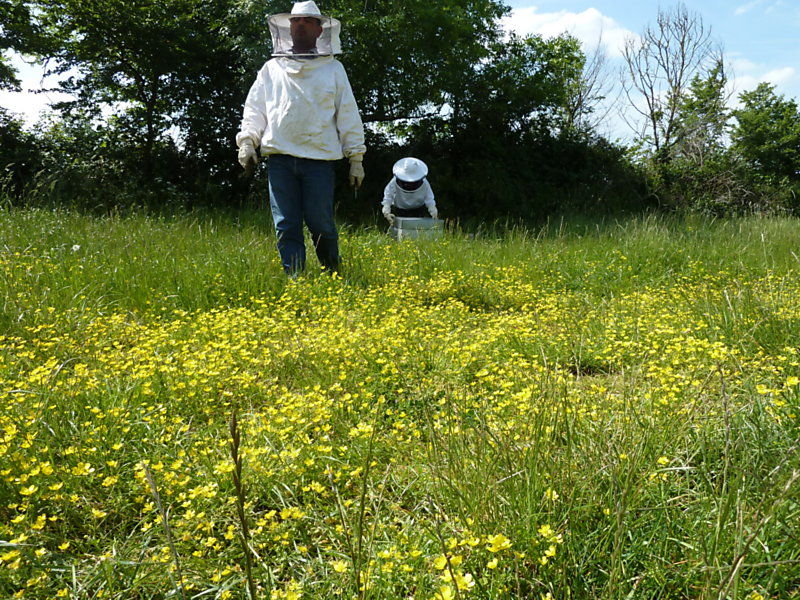 La ruche Anthyllide vulnéraire