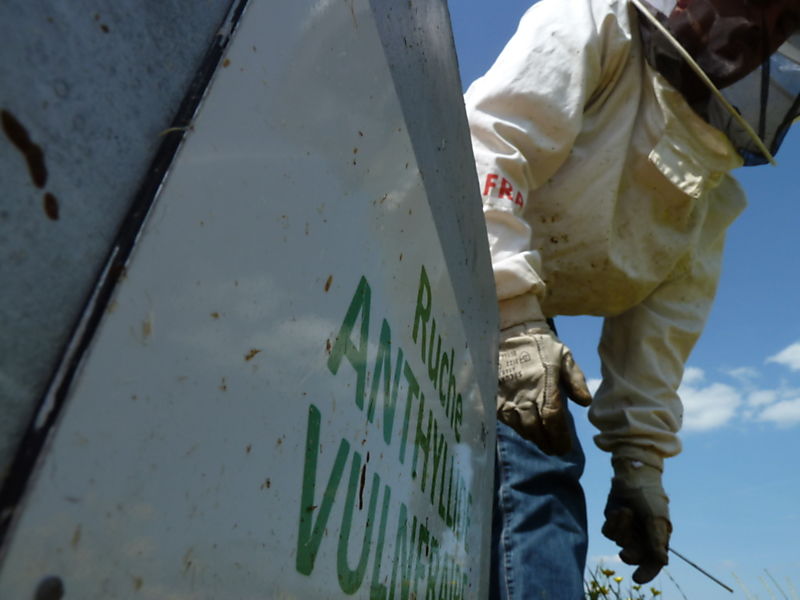 La ruche Anthyllide vulnéraire