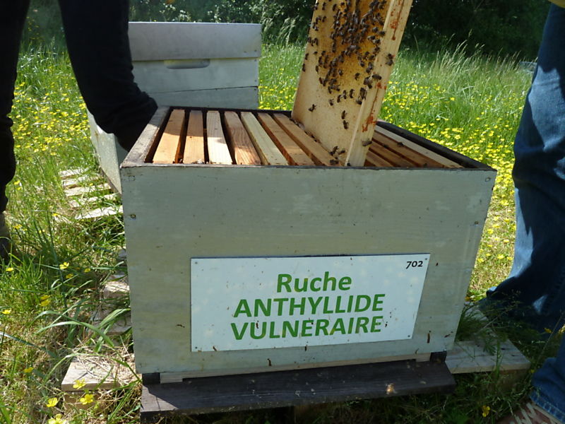 La ruche Anthyllide vulnéraire