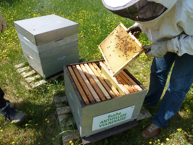 La ruche Anthyllide vulnéraire