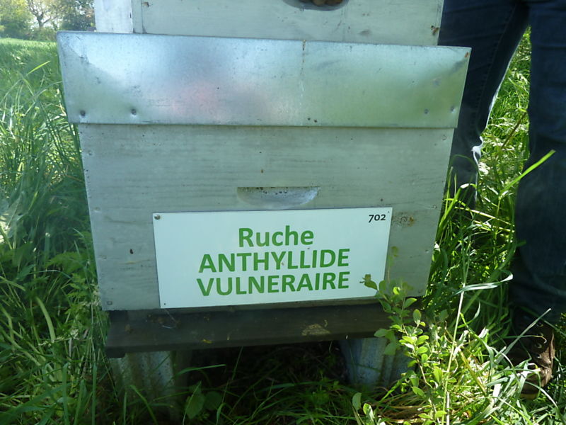 La ruche Anthyllide vulnéraire