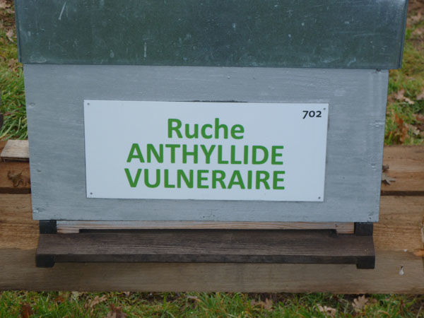 La ruche Anthyllide vulnéraire