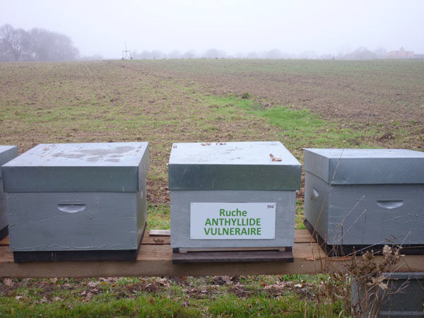 La ruche Anthyllide vulnéraire