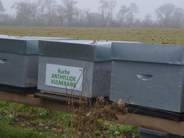 La ruche Anthyllide vulnéraire