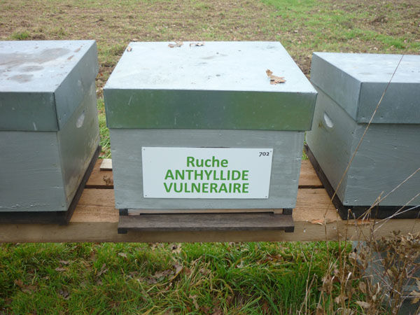 La ruche Anthyllide vulnéraire