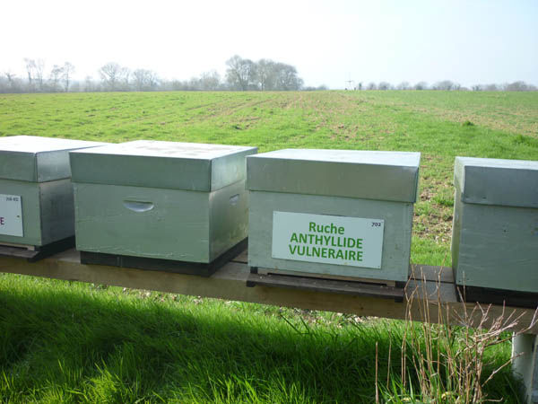 La ruche Anthyllide vulnéraire