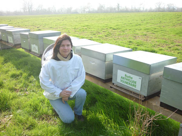 La ruche Anthyllide vulnéraire