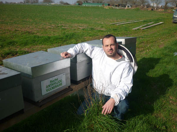 La ruche Anthyllide vulnéraire
