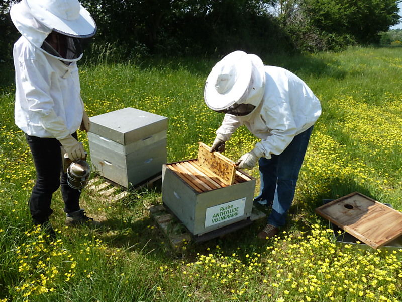 La ruche Anthyllide vulnéraire