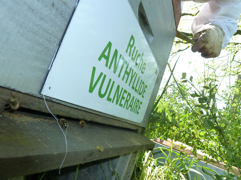 La ruche Anthyllide vulnéraire