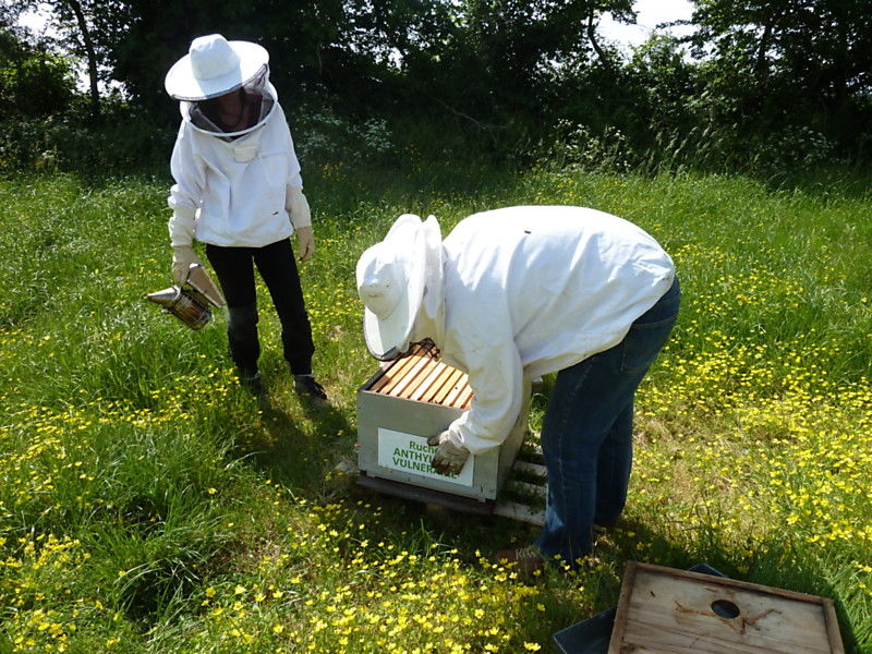 La ruche Anthyllide vulnéraire