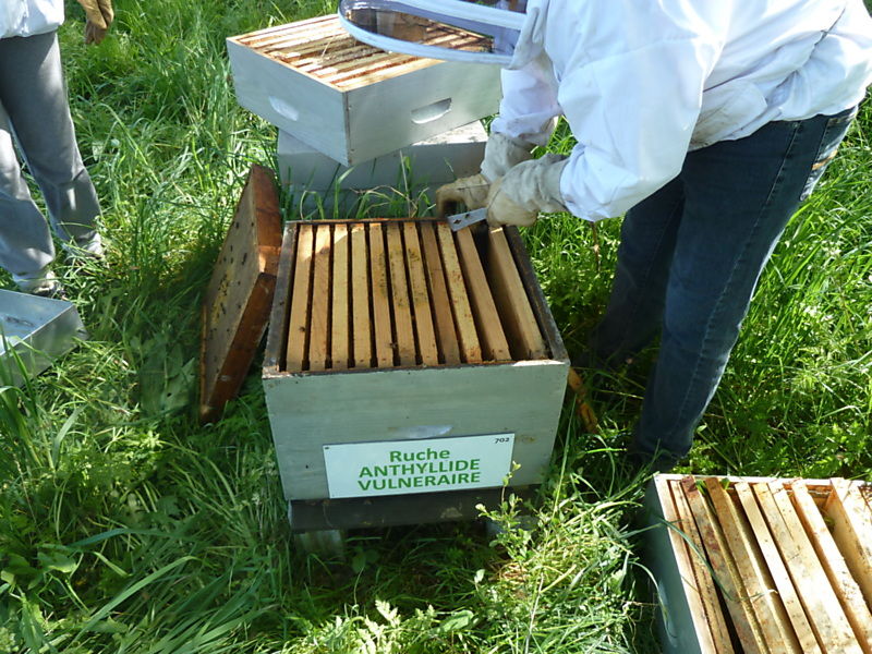 La ruche Anthyllide vulnéraire