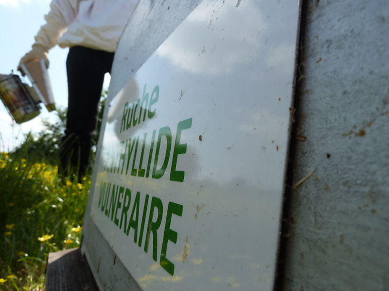La ruche Anthyllide vulnéraire