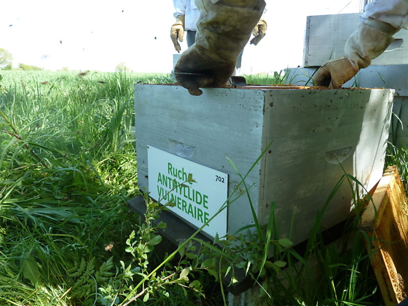 La ruche Anthyllide vulnéraire