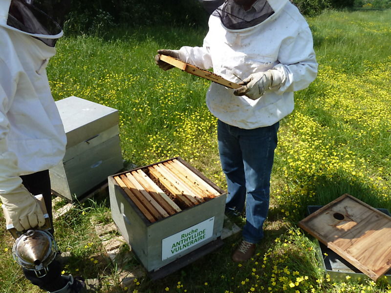 La ruche Anthyllide vulnéraire