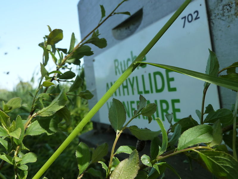 La ruche Anthyllide vulnéraire